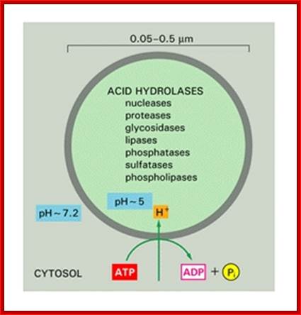 Figure 13-17. Lysosomes.