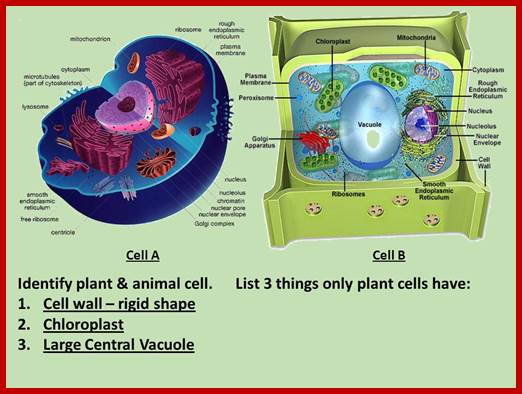 Image result for  plant cell large central vacuole