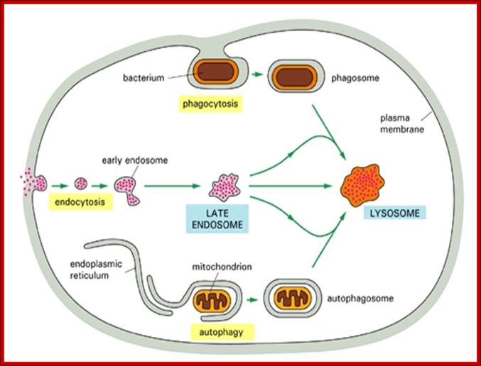 Figure 13-22. Three pathways to degradation in lysosomes.