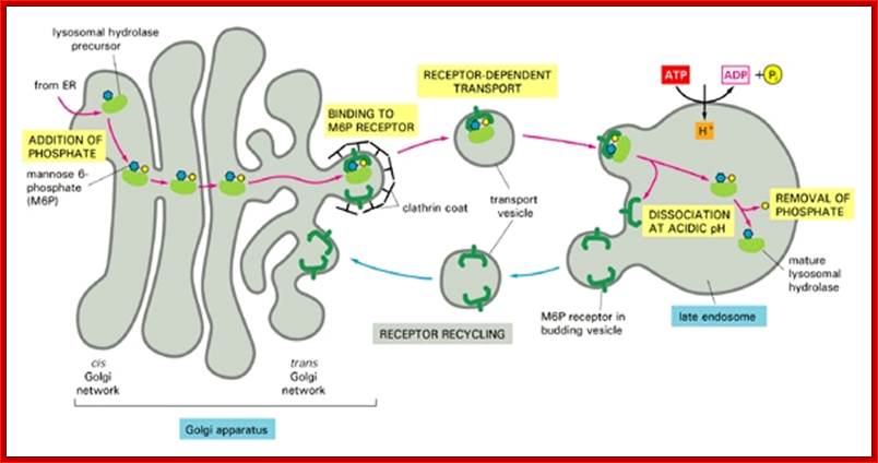 Figure 13-23. The transport of newly synthesized lysosomal hydrolases to lysosomes.