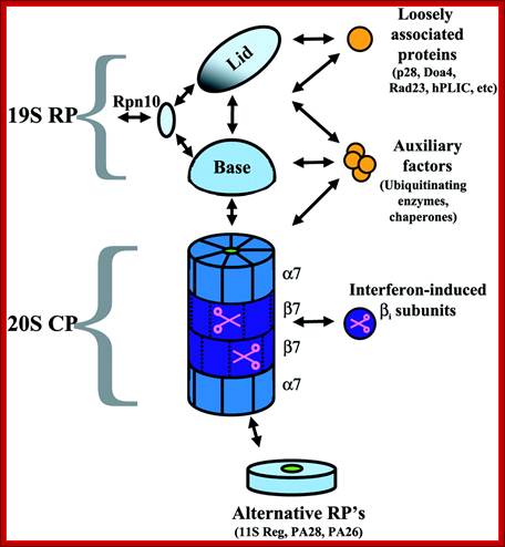 http://physrev.physiology.org/content/physrev/82/2/373/F5.large.jpg