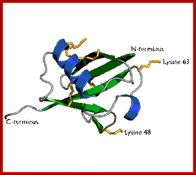 Ubiquitin cartoon-2-.png