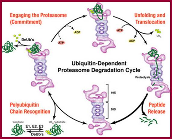 Image result for proteasome degradation