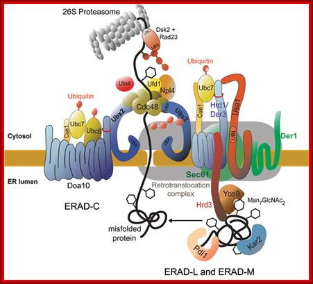 http://www.landesbioscience.com/curie/images/chapters/Wolf2color.jpg