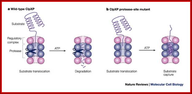 Proteasomes and their kin: proteases in the machine age