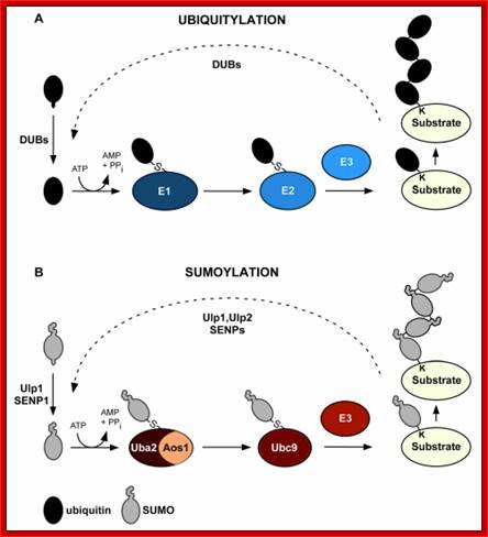 Figure 1.. Comparison of ubiquitin and SUMO conjugation systems.