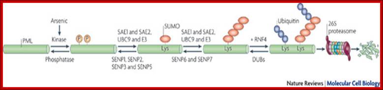 An additional role for SUMO in ubiquitin-mediated proteolysis