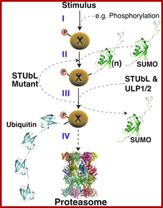 Research image: STUbL Pathway