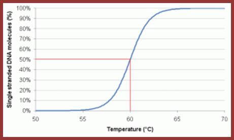 Behaviour of DNA upon heating