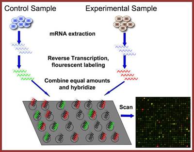 http://bitesizebio.s3.amazonaws.com/content/uploads/2011/07/cDNA-microarray-experiment.jpg