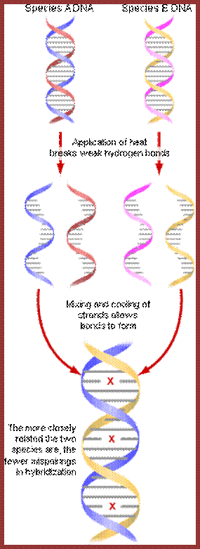 DNA hybridization