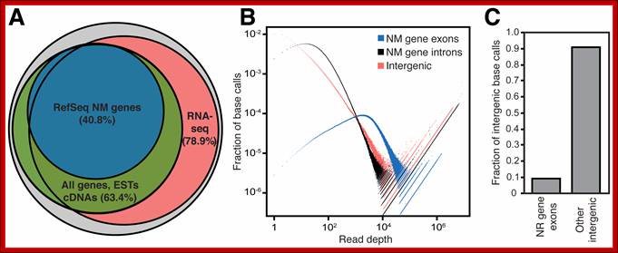 Figure 1 The human intergenic transcriptome.