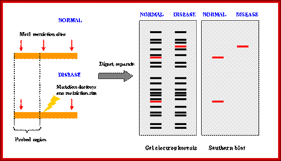 Principle of RFLP analysis