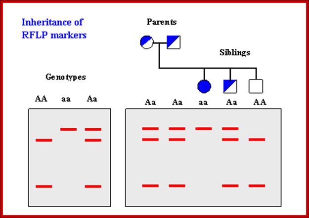 RFLP genotyping