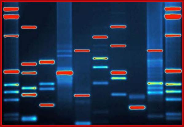 DNA Sequencing