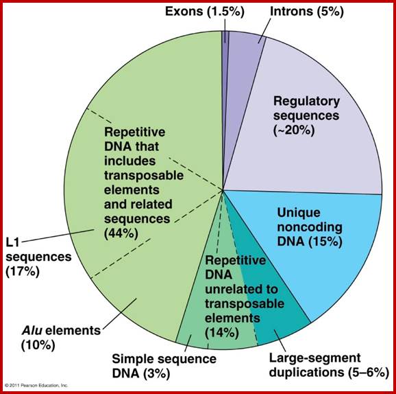 Description: http://todd.jackman.villanova.edu/HumanGenome.jpg