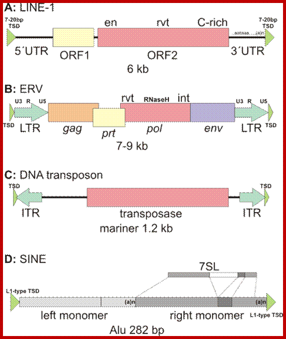 Image result for Transposons with Alu element