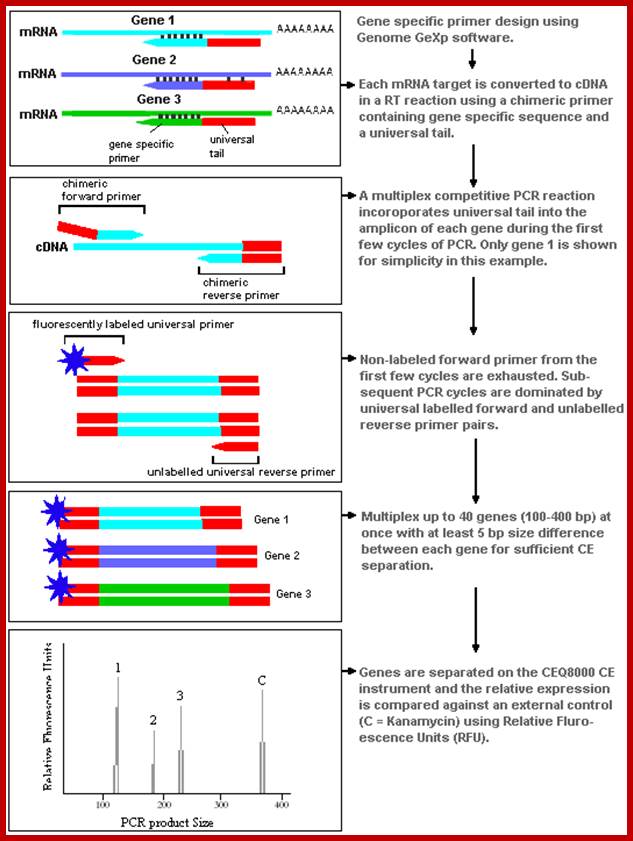 Genome GeXP flow chart