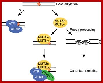 Image result for Mut S, MutL, MutL mediated DNA repair