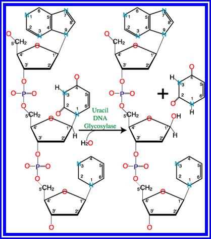 Image result for DNA glycosylase and AP nuclease action