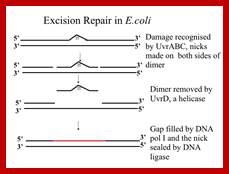 Image result for T-T dimers repaired