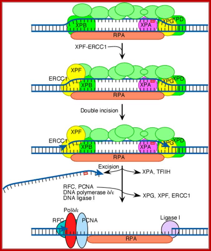 Double incision step of NER