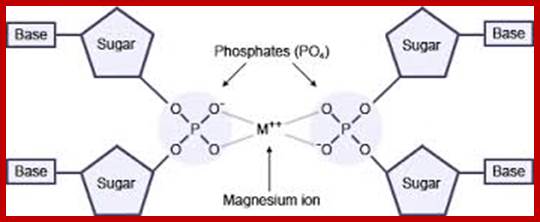 Image result for DNA structure proposed prematurely by watson and Crick