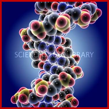 Image result for B DNA helix model