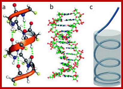 Image result for white ball B DNA helix wire model