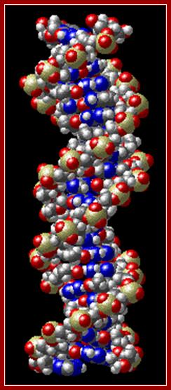 http://www.biology.arizona.edu/biochemistry/activities/dna/graphics/DNA.gif