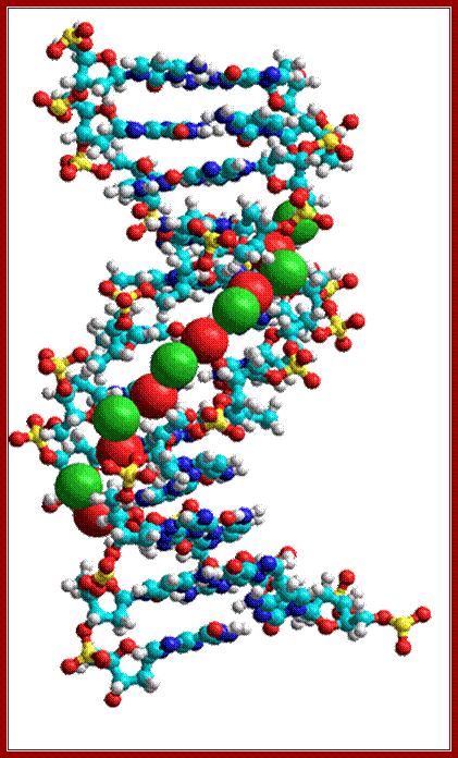 hydration of the minor groove of DNA (dodecamer CGCAATTCGCG; NDB BD0008; http://ndbserver.rutgers.edu/atlas/xray/structures/B/bd0008/bd0008.html)