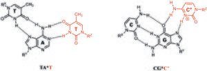 TA*T and CG*C+ Hoogsteen Binding in Triplex DNA.tif