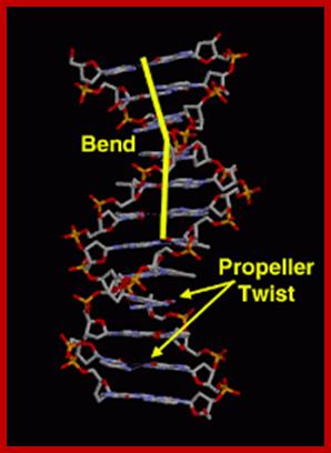 Image result for Bent form of DNA