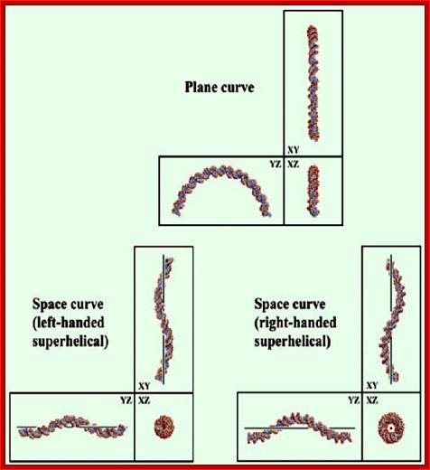 Figure 1. Three-dimensional views along each axis, of two-dimensionally curved and three-dimensionally curved DNA structures.