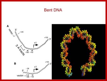 Image result for Bent form of DNA