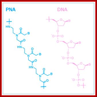 PNA (Peptide Nucleic Acid)