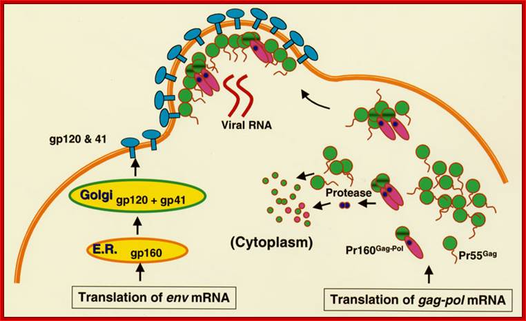 Peptide Nucleic Acids as Epigenetic Inhibitors of HIV-1