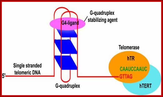 G-quadruplex