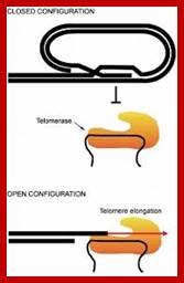 Image result for Model for telomerase regulation at chromosome ends