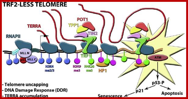 Image result for Model for telomerase regulation at chromosome ends