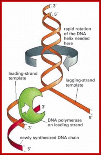 Figure 5-24. The winding problem that arises during DNA replication.