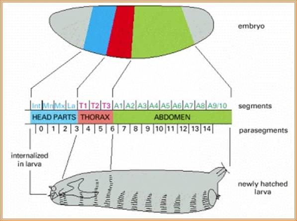 Figure 21-26. The segments of the Drosophila larva and their correspondence with regions of the blastoderm.