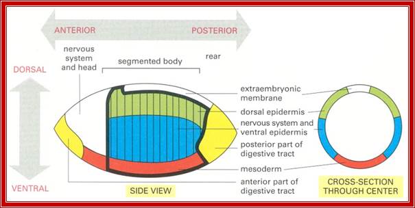 Figure 21-28. Fate map of a Drosophila embryo at the cellular blastoderm stage.