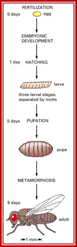 Figure 21-24. Synopsis of Drosophila development from egg to adult fly.