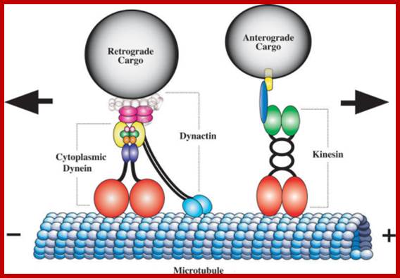 Image result for directed microtubules and motor proteins