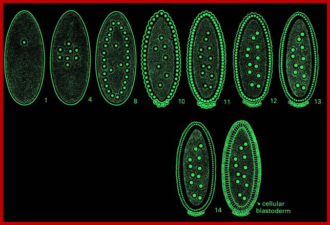 Early Drosophila Embyogenesis Cartoon