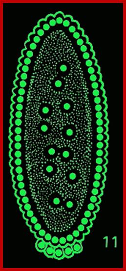 Detail of Early Drosophila cartoon, link opens new window