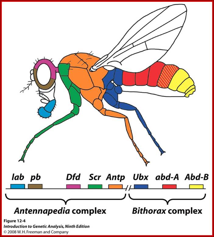 http://www.bio.miami.edu/dana/pix/Hox_drosophila.jpg