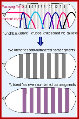 http://flylib.com/books/2/643/1/html/2/Figs/G876.gif