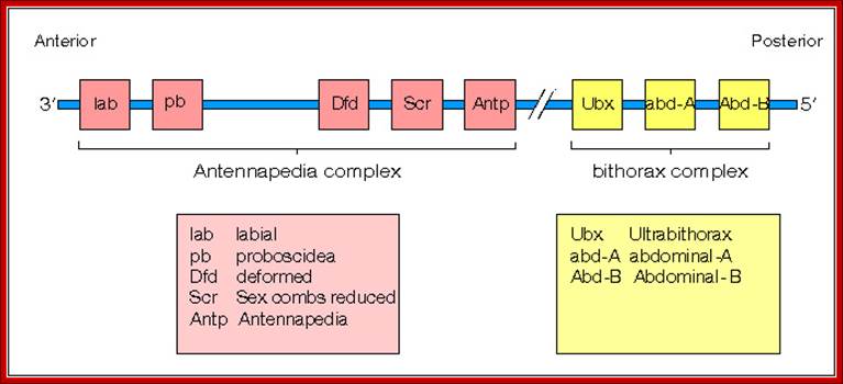 http://www.mun.ca/biology/desmid/brian/BIOL3530/DB_02/fig2_44.jpg